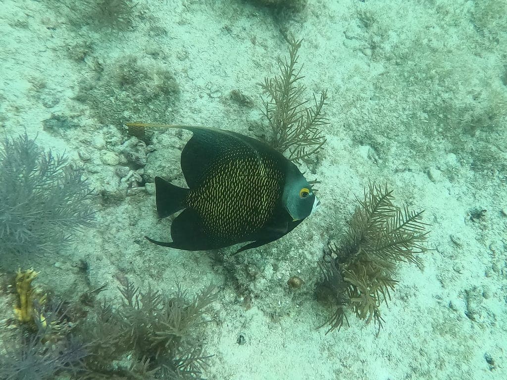Divemaster — photo 3