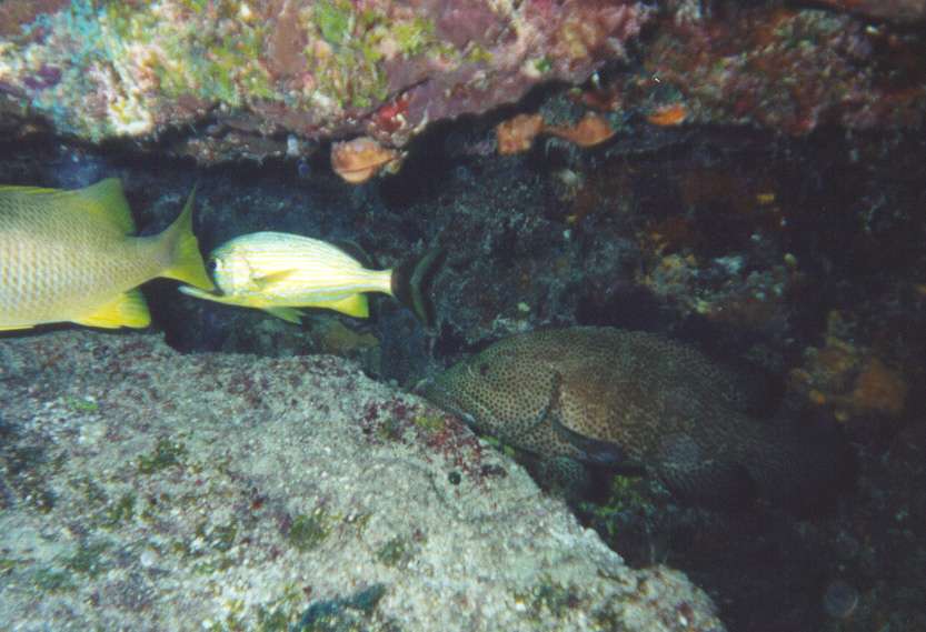 Wreck Diver — photo 3