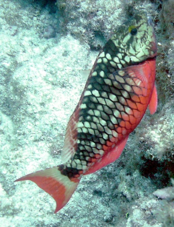Peak Performance Buoyancy — photo 3